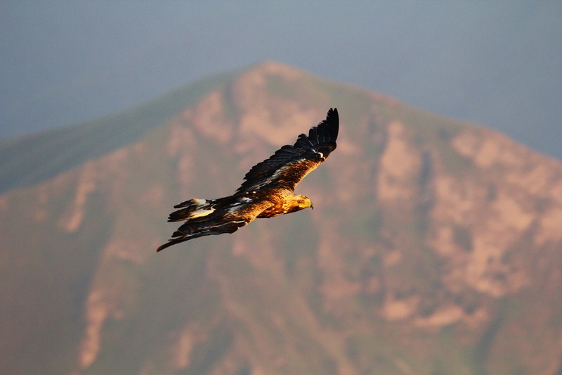 Www Escursioniapuane Com Flora E Fauna Aquila Reale Aquila Chrysaetos