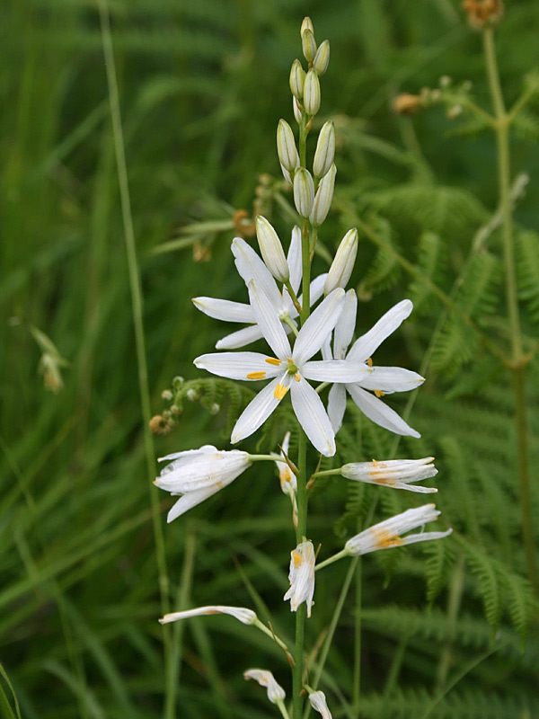 Anthericum liliago 