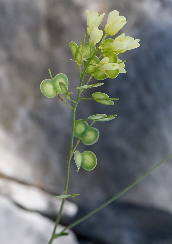  Biscutella apuana