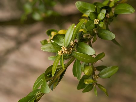 Buxus sempervirens