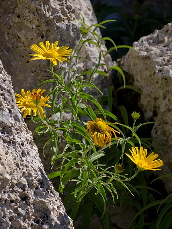 Buphthalmum salicifolium