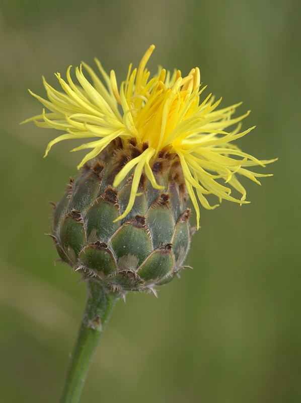 Fiordaliso ragnateloso (Centaurea arachnoidea)