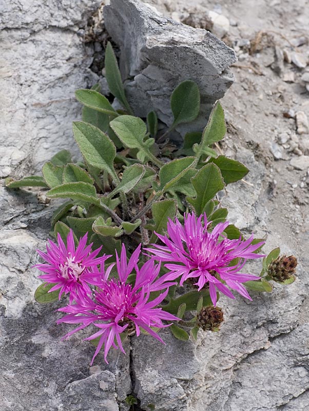 Fiordaliso del Borla (Centaurea montis-borlae)