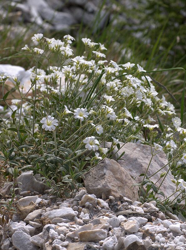 Cerastium apuanum (Cerastio apuano)