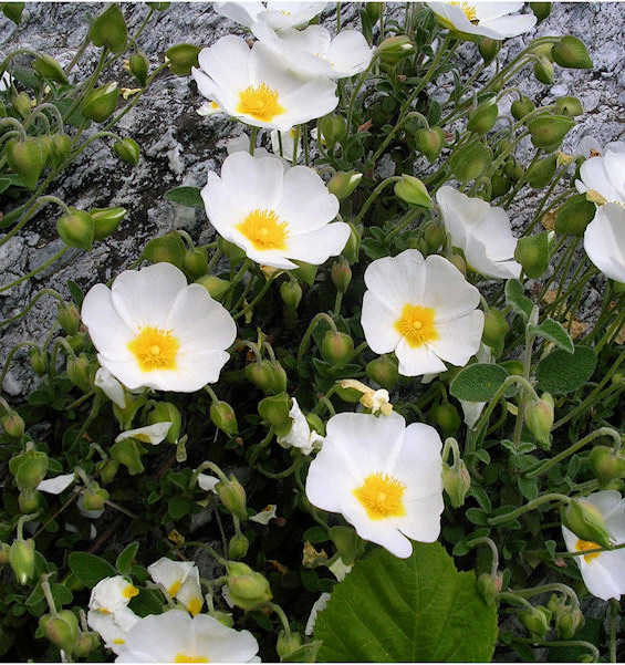 Cistus salvifolius