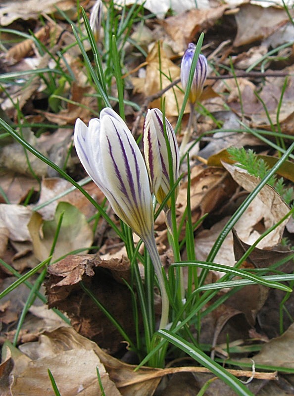 Crocus biflorus