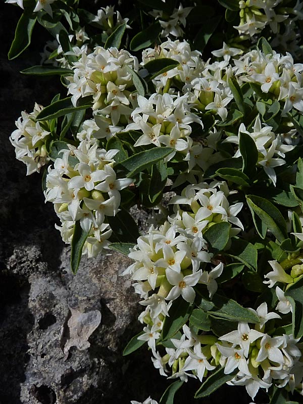 Daphne alpina