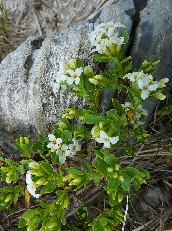 Daphne oleoides (Dafne spatolata)