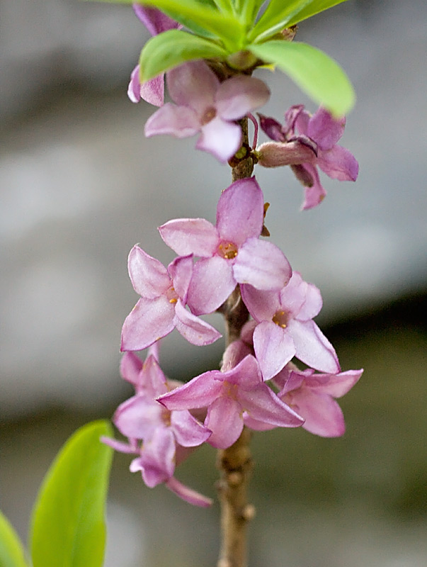 Daphne mezereum