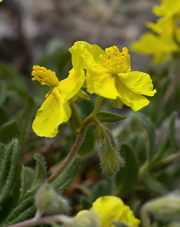 Helianthemum oelandicum (Eliantemo rupinio)