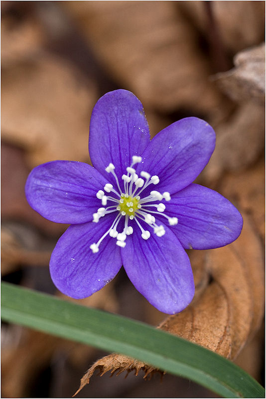 Anemone epatica (Hepatica nobilis)