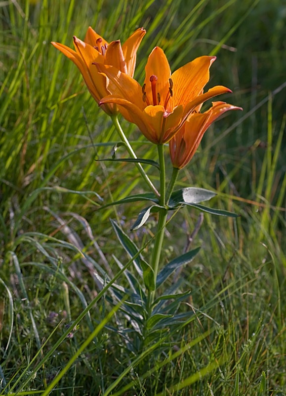 Lilium bulbiferum