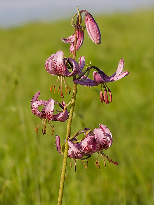 Lilium martagon (Giglio martagone