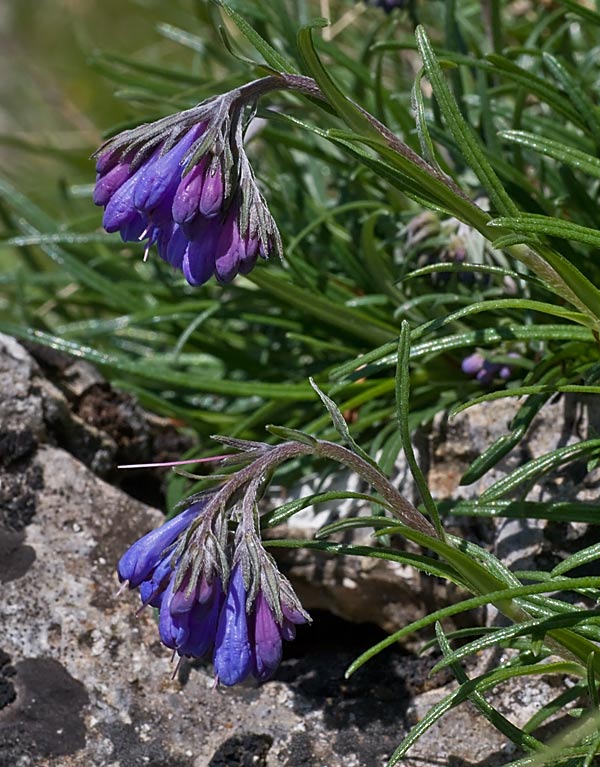 Moltkia suffruticosa (Erba perla rupestre)