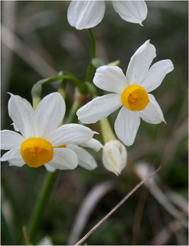 Narcissus tazetta