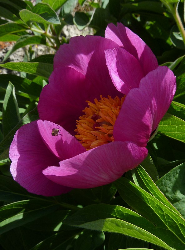 Peonia (Paeonia officinalis)