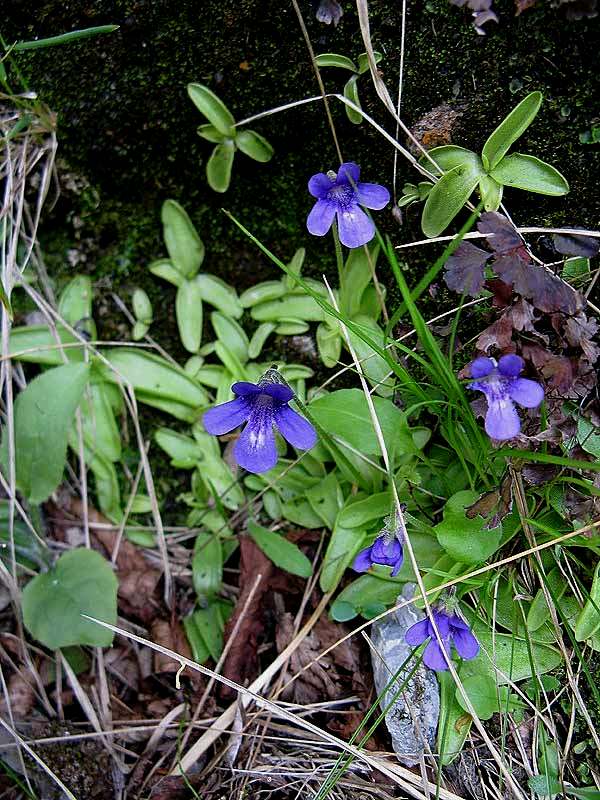 Pinguicula apuana