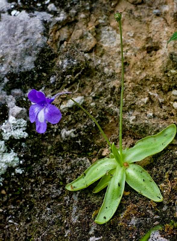 Pinguicula mariae