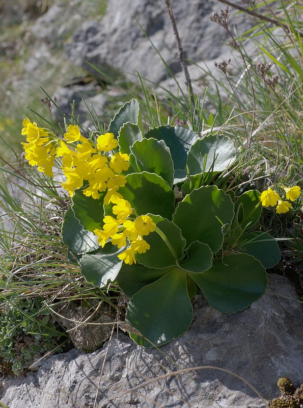 Primula auricula 