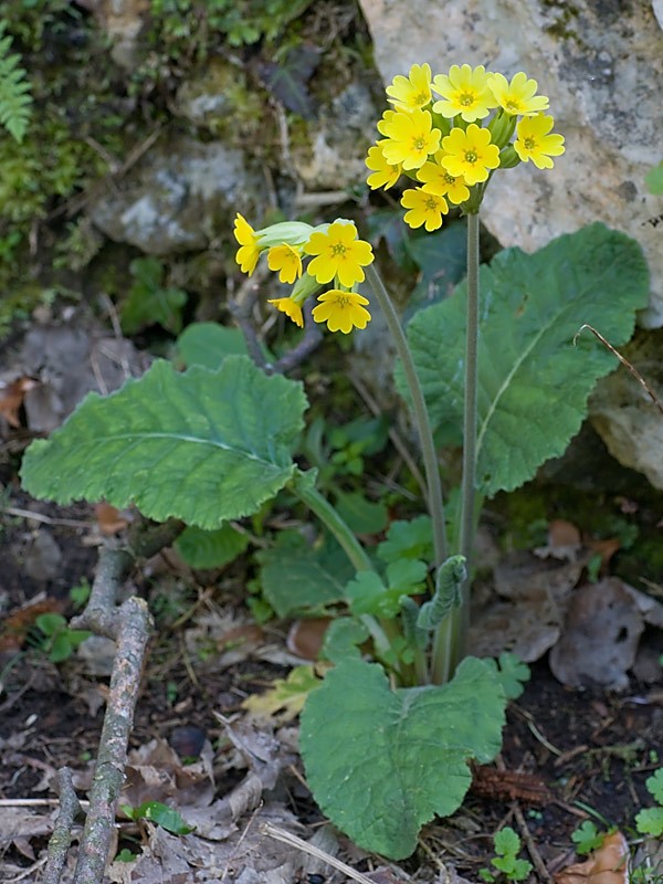 Primula veris (Primula odorosa)