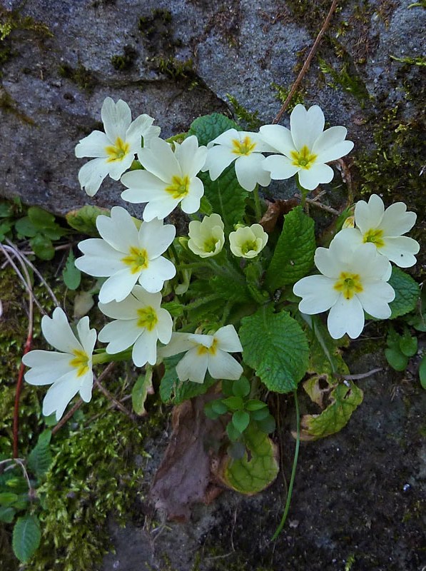 Primula vulgaris (Primula)