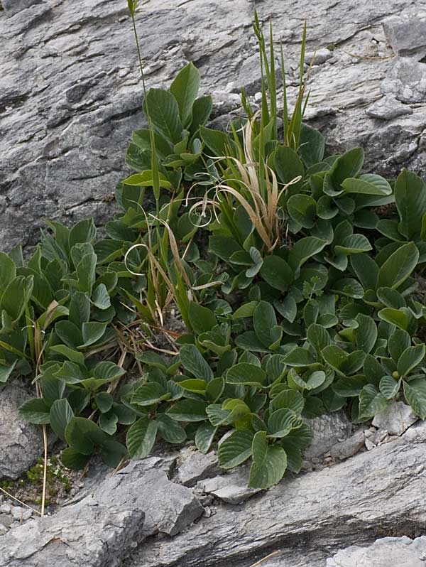 Rhamnus glaucophylla