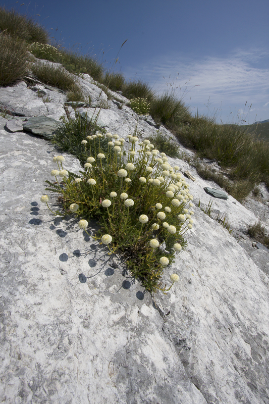 Santolina leucantha (Santolina apuana)