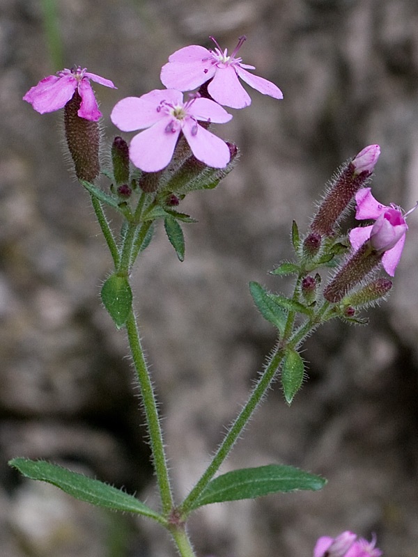 Saponaria ocynoides