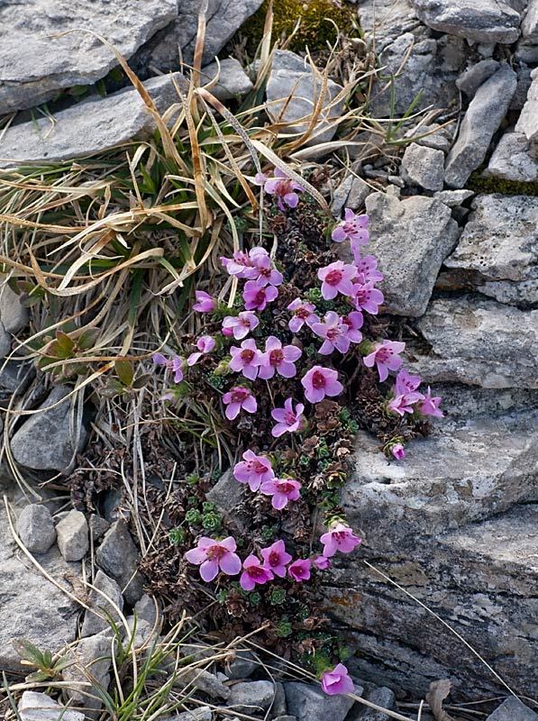 Saxifraga oppositifolia