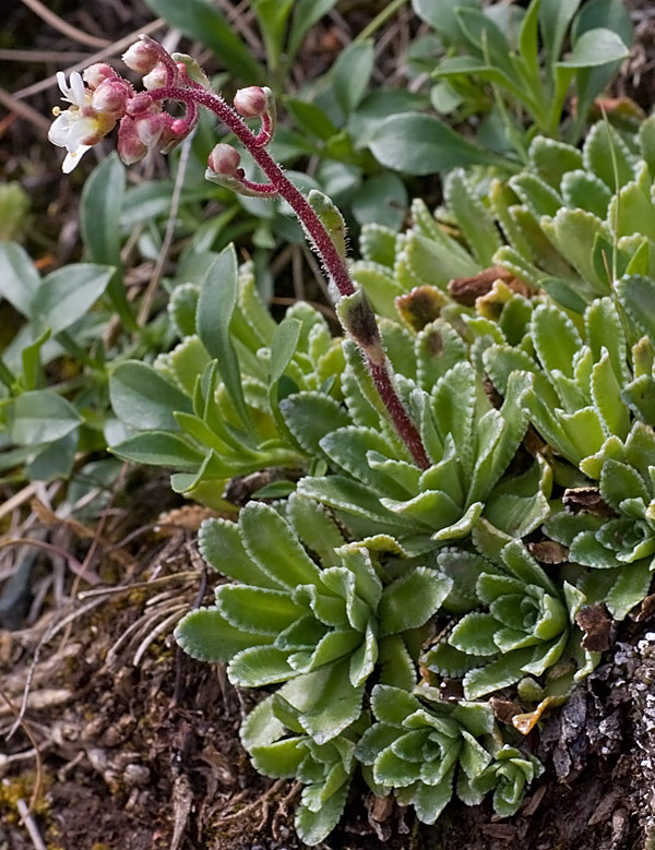 Sassifraga alpina (Saxifraga paniculata)