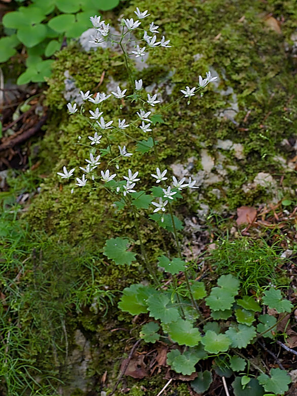 Saxifraga rotundifolia (Sassifraga a foglie rotonde)