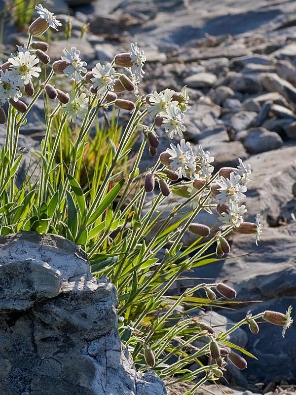 Silene lanuginosa 