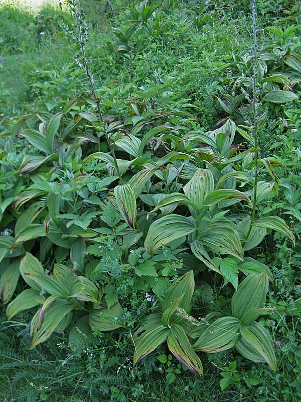 Veratrum lobelianum