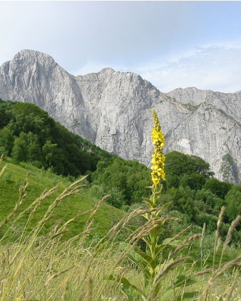 Verbascum thapsus (Tasso barbasso)