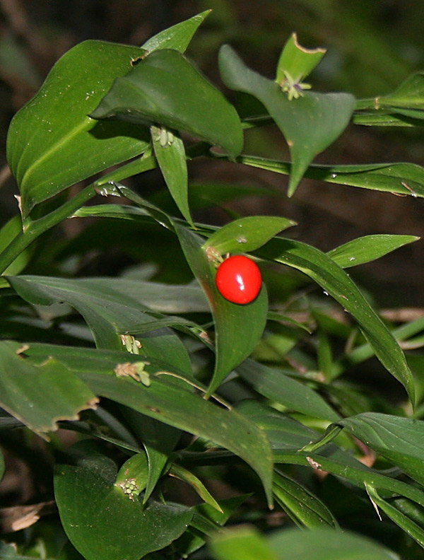 Ruscus hypoglossum (Ruscolo maggiore)