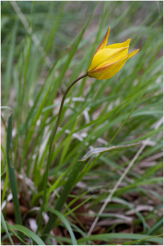 Tulipano montano (Tulipa australis)